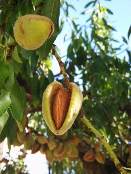 تصویر 2 از خرید بادام درختی + قیمت فروش استثنایی